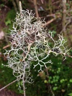 Light-and-dark Lichen thumbnail 1