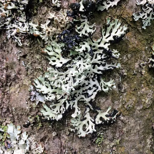 Hooded Tube Lichen