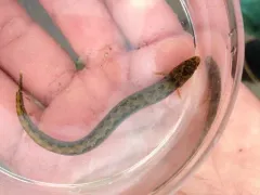 Slender Cockscomb thumbnail 4