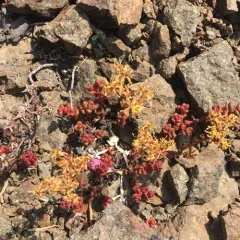 Pacific stonecrop thumbnail 3
