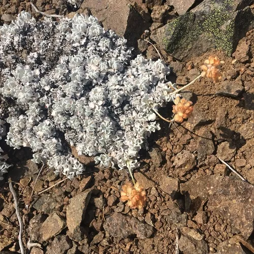 cushion buckwheat
