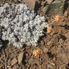cushion buckwheat thumbnail 1