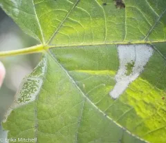 Basswood Miner Moth thumbnail 2