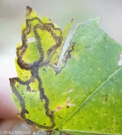 Glaucolepis saccharella thumbnail 2