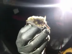 Yuma Myotis thumbnail 2