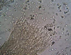 Hyalotrochophora lignatilis thumbnail 1