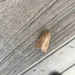 White-speck Moth thumbnail 2