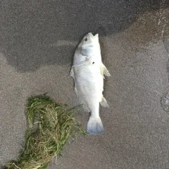 Freshwater Drum thumbnail 2