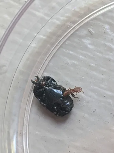 Hololepta lucida