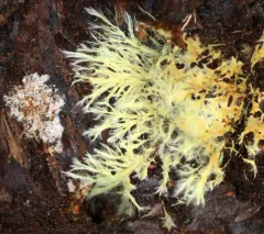 yellow cobweb thumbnail 2