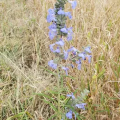 giant blue sage thumbnail 4