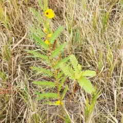 partridge pea thumbnail 3