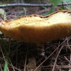 Chicken Fat Mushroom thumbnail 4