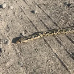 Gopher Snake thumbnail 4