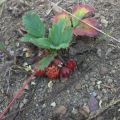 woodland strawberry thumbnail 3