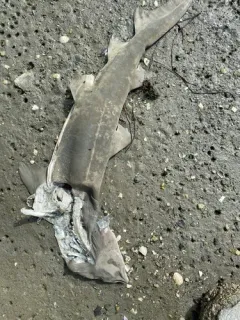 Sand Tiger Shark thumbnail 3