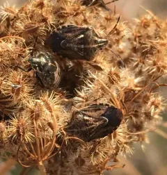 Broken-lined Stink Bug thumbnail 3