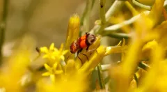 Enoclerus coccineus thumbnail 2