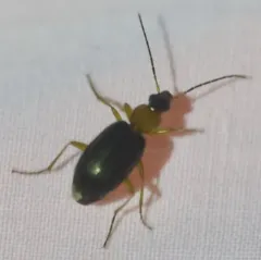 Agonum decorum thumbnail 2