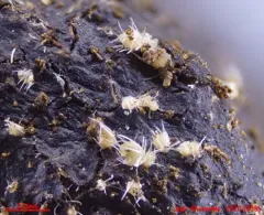 Lasiobolus intermedius thumbnail 3