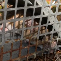White-footed Mouse thumbnail 4