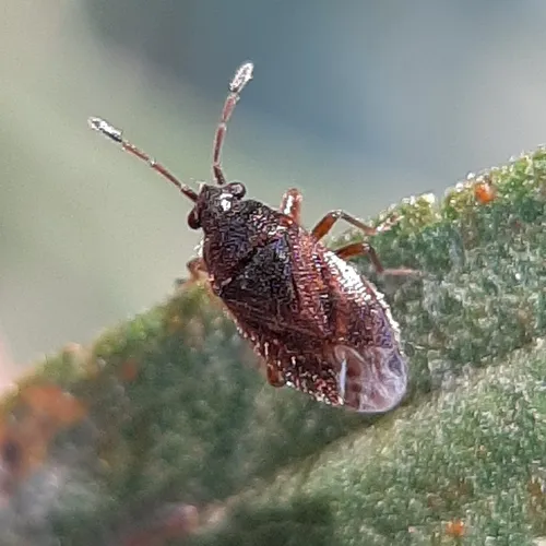 hairy groundbug