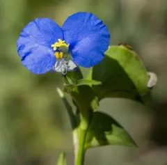 whitemouth dayflower thumbnail 2