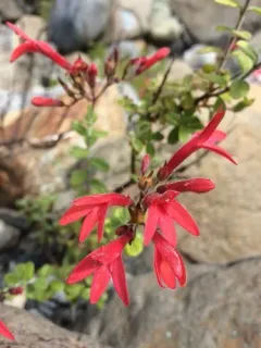 redwood keckiella thumbnail 1