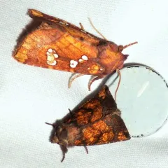 Aster Borer Moth thumbnail 2