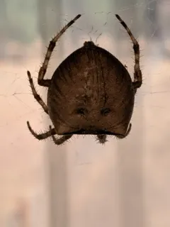 Gem-shaped Orbweaver thumbnail 2
