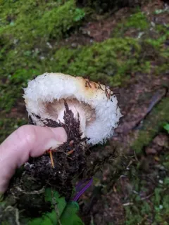 rollrim milkcap thumbnail 4