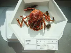 Hyas alutaceus thumbnail 2
