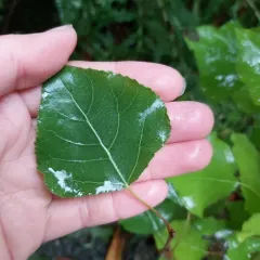 Black Poplar thumbnail 2
