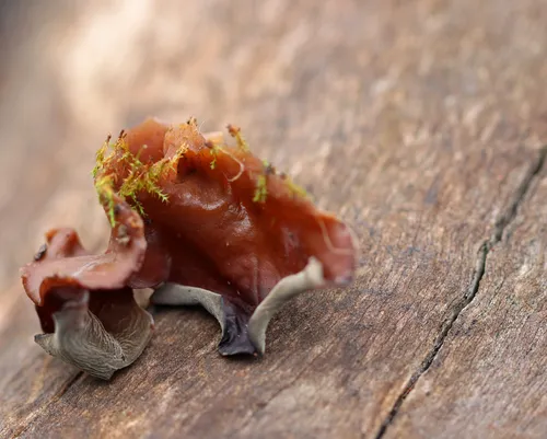 Auricularia angiospermarum