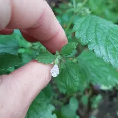 lemon balm thumbnail 4