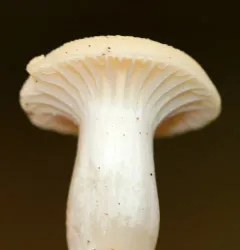 Snowy Waxcap thumbnail 2