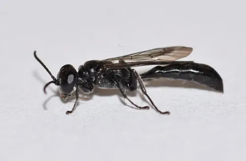 Trypoxylon frigidum