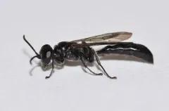 Trypoxylon frigidum thumbnail 1