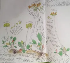 marumleaf buckwheat thumbnail 3