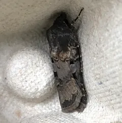 White-striped Dart thumbnail 3