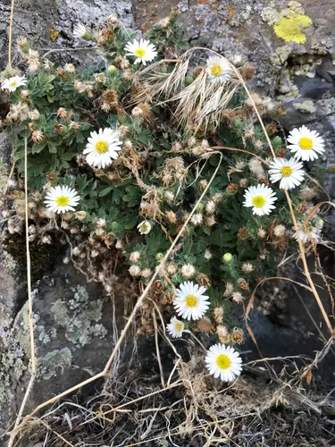 Basalt Fleabane