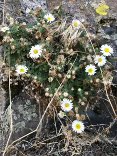 Basalt Fleabane thumbnail 1