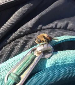 Cephenemyia phobifer thumbnail 3