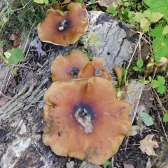 Bay Polypore thumbnail 5