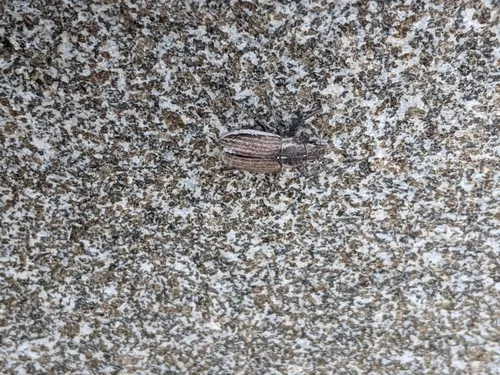 White-fringed weevil