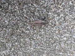 White-fringed weevil thumbnail 1