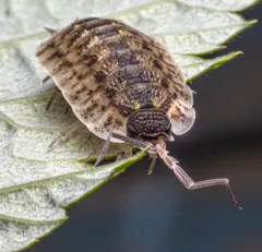 Brickwork Woodlouse thumbnail 5