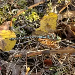 Subarctic Darner thumbnail 4