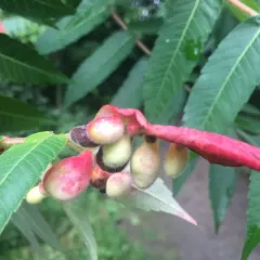 Sumac Gall Aphid thumbnail 2