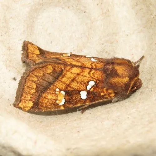 Bracken Borer Moth